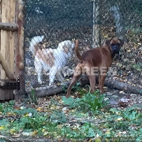 Siena - Recinzioni per cane